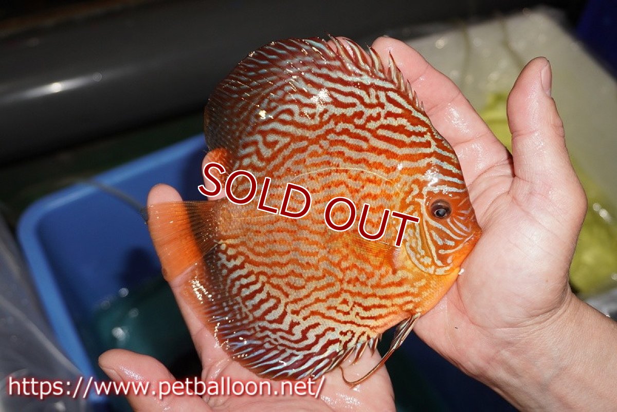 画像4: 【ディスカス】【通販】ジャイアントジャーマンレッドターコイズ（ハイフォーム）【個体販売】15-16cm （生体）マレーシア　NAディスカスファーム (4)