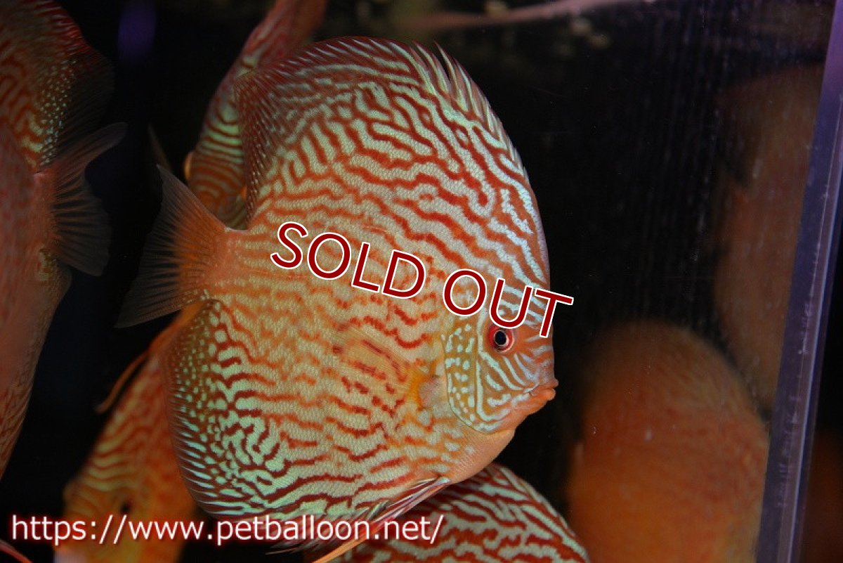 画像2: 【ディスカス】【通販】ジャイアントジャーマンレッドターコイズ（ハイフォーム）【個体販売】15-16cm （生体）マレーシア　NAディスカスファーム (2)