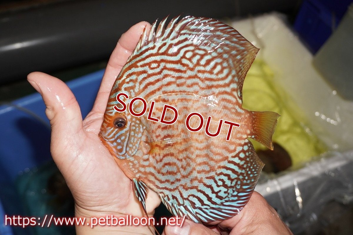 画像3: 【ディスカス】【通販】ジャイアントジャーマンレッドターコイズ（ハイフォーム）【個体販売】15-16cm （生体）マレーシア　NAディスカスファーム (3)