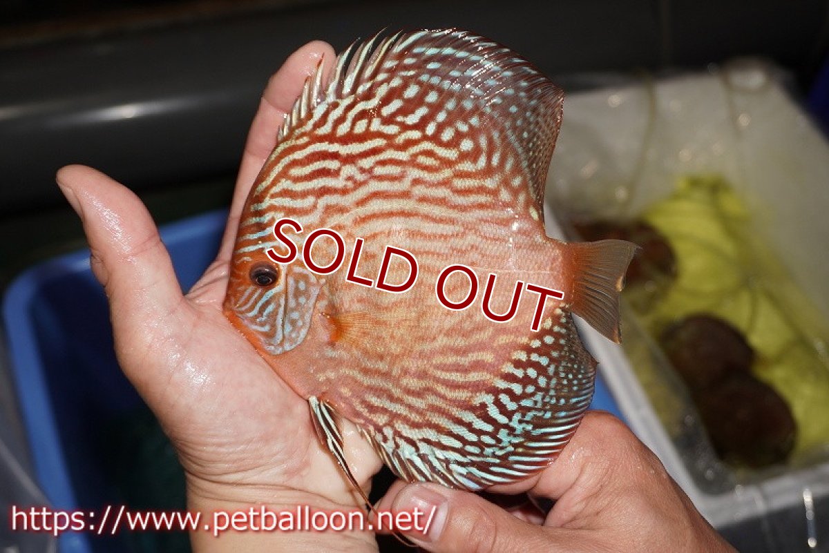 画像2: 【ディスカス】【通販】ジャイアントジャーマンレッドターコイズ（ハイフォーム）【個体販売】15-16cm （生体）マレーシア　NAディスカスファーム (2)