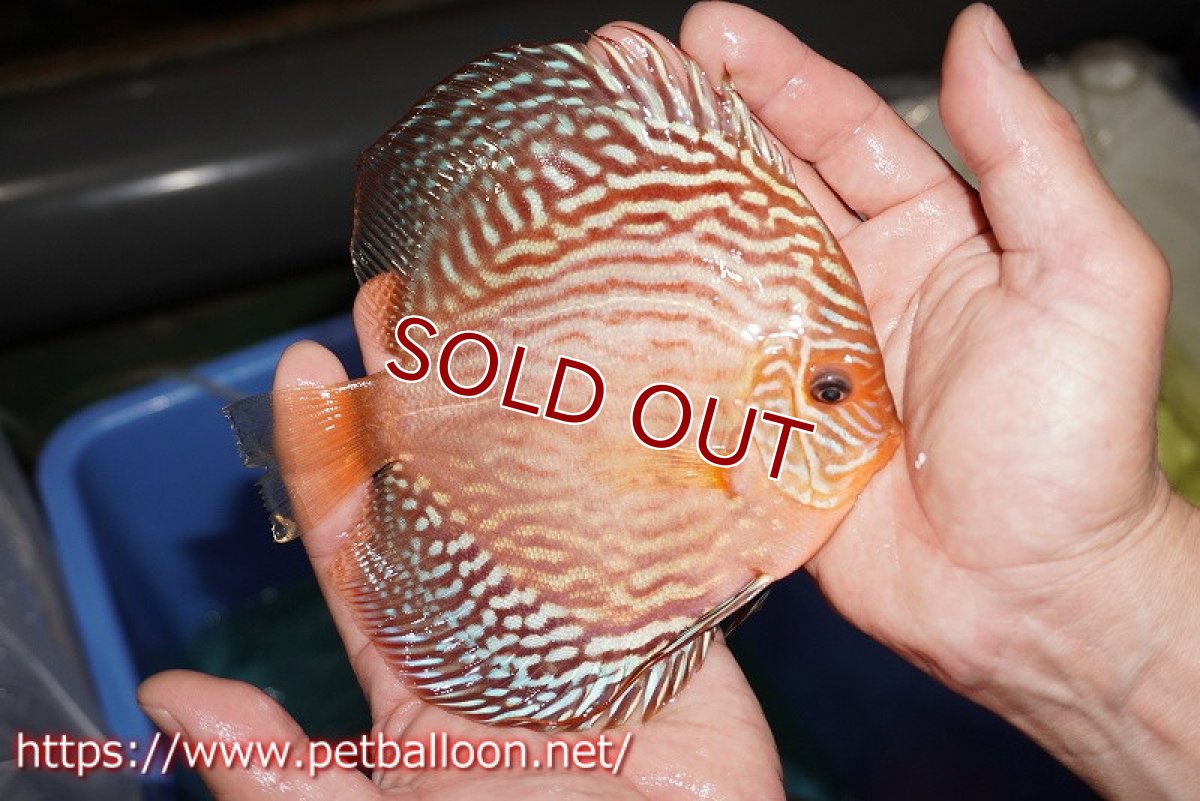 画像3: 【ディスカス】【通販】ジャイアントジャーマンレッドターコイズ（ハイフォーム）【個体販売】15-16cm （生体）マレーシア　NAディスカスファーム (3)