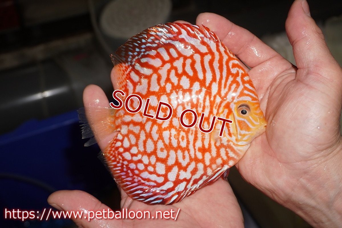 画像3: 【ディスカス】【通販】スーパーレッドジャガー（ドットインスポットパターン）【個体販売】13cm （生体）マレーシア　NAディスカスファーム (3)