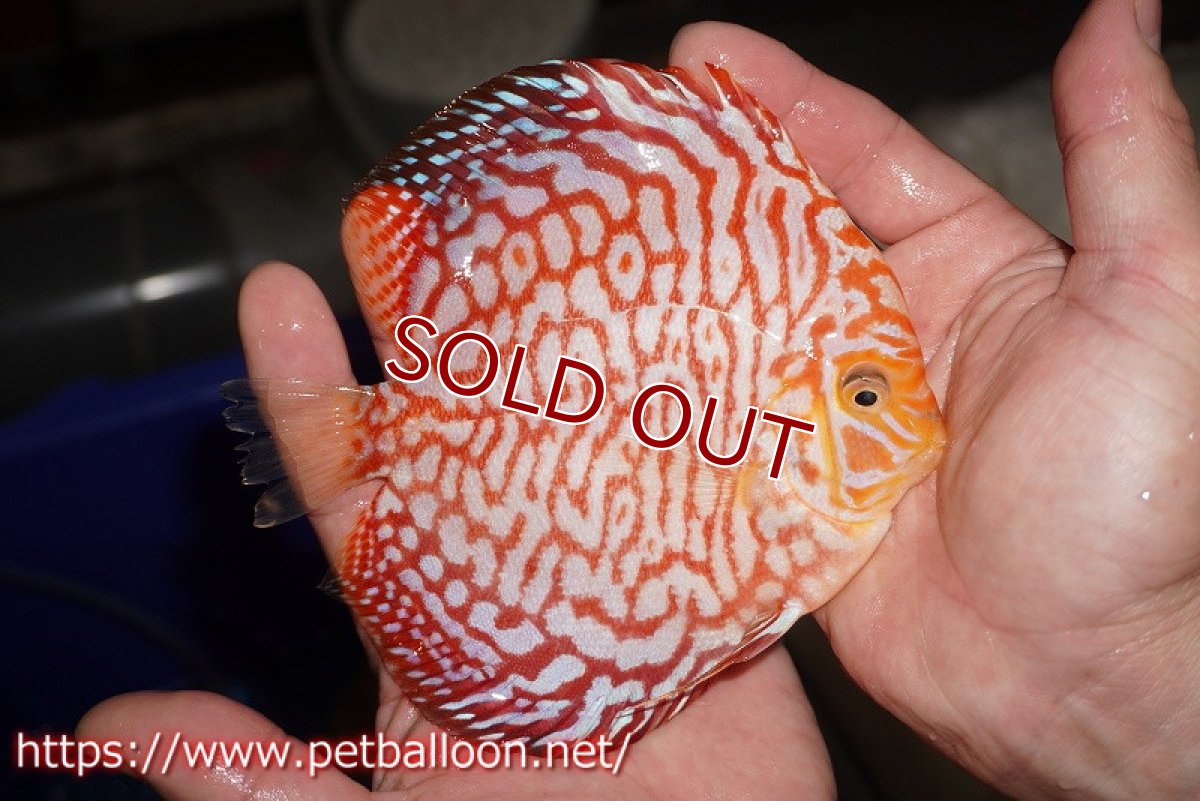 画像2: 【ディスカス】【通販】スーパーレッドジャガー（ドットインスポットパターン）【個体販売】13cm （生体）マレーシア　NAディスカスファーム (2)