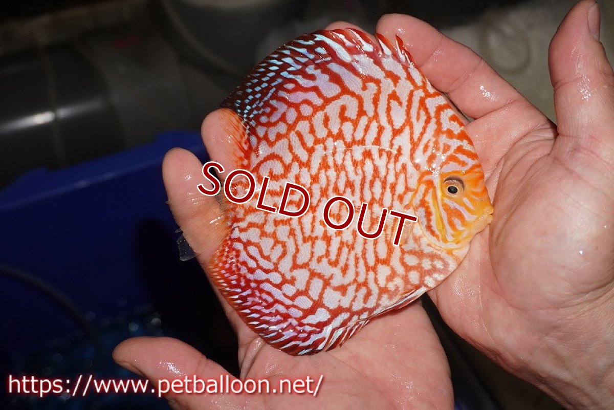 画像2: 【ディスカス】【通販】スーパーレッドジャガー（ドットインスポットパターン）【個体販売】13cm （生体）マレーシア　NAディスカスファーム (2)