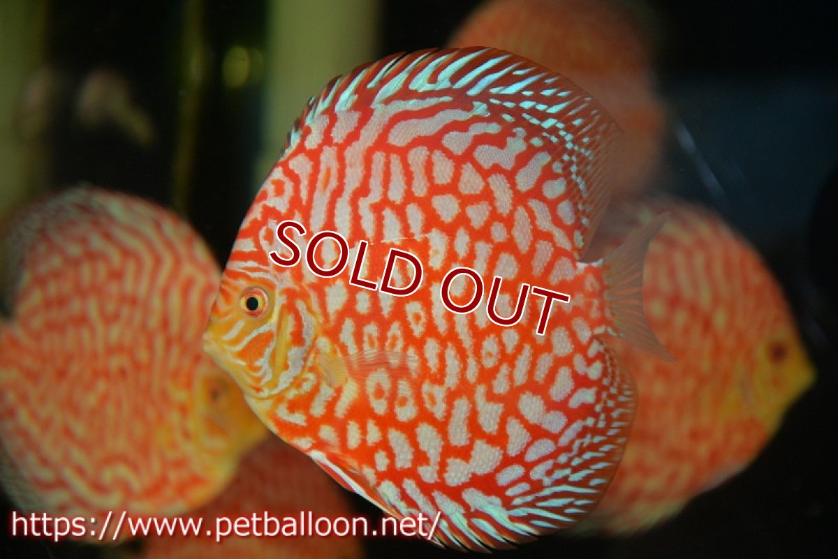 画像2: 【ディスカス】【通販】スーパーレッドジャガー（ドットインスポットパターン）【個体販売】13cm （生体）マレーシア　NAディスカスファーム (2)