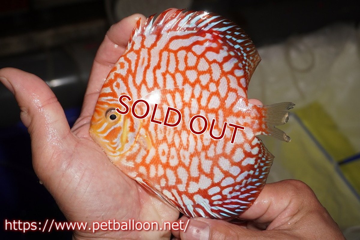 画像3: 【ディスカス】【通販】スーパーレッドジャガー（ドットインスポットパターン）【個体販売】13cm （生体）マレーシア　NAディスカスファーム (3)