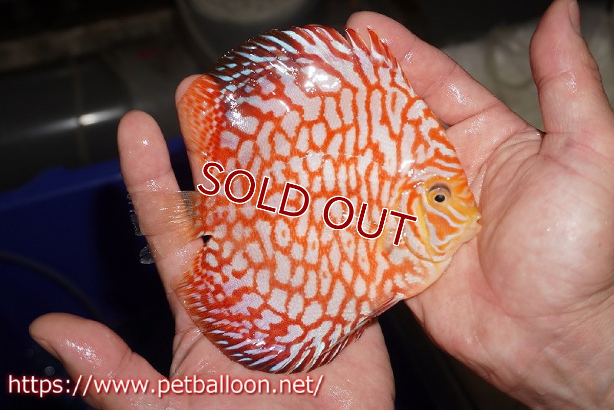 画像4: 【ディスカス】【通販】スーパーレッドジャガー（ドットインスポットパターン）【個体販売】13cm （生体）マレーシア　NAディスカスファーム (4)