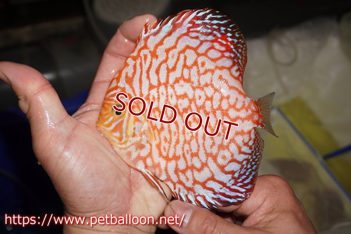 画像2: 【ディスカス】【通販】スーパーレッドジャガー（ドットインスポットパターン）【個体販売】13cm （生体）マレーシア　NAディスカスファーム (2)