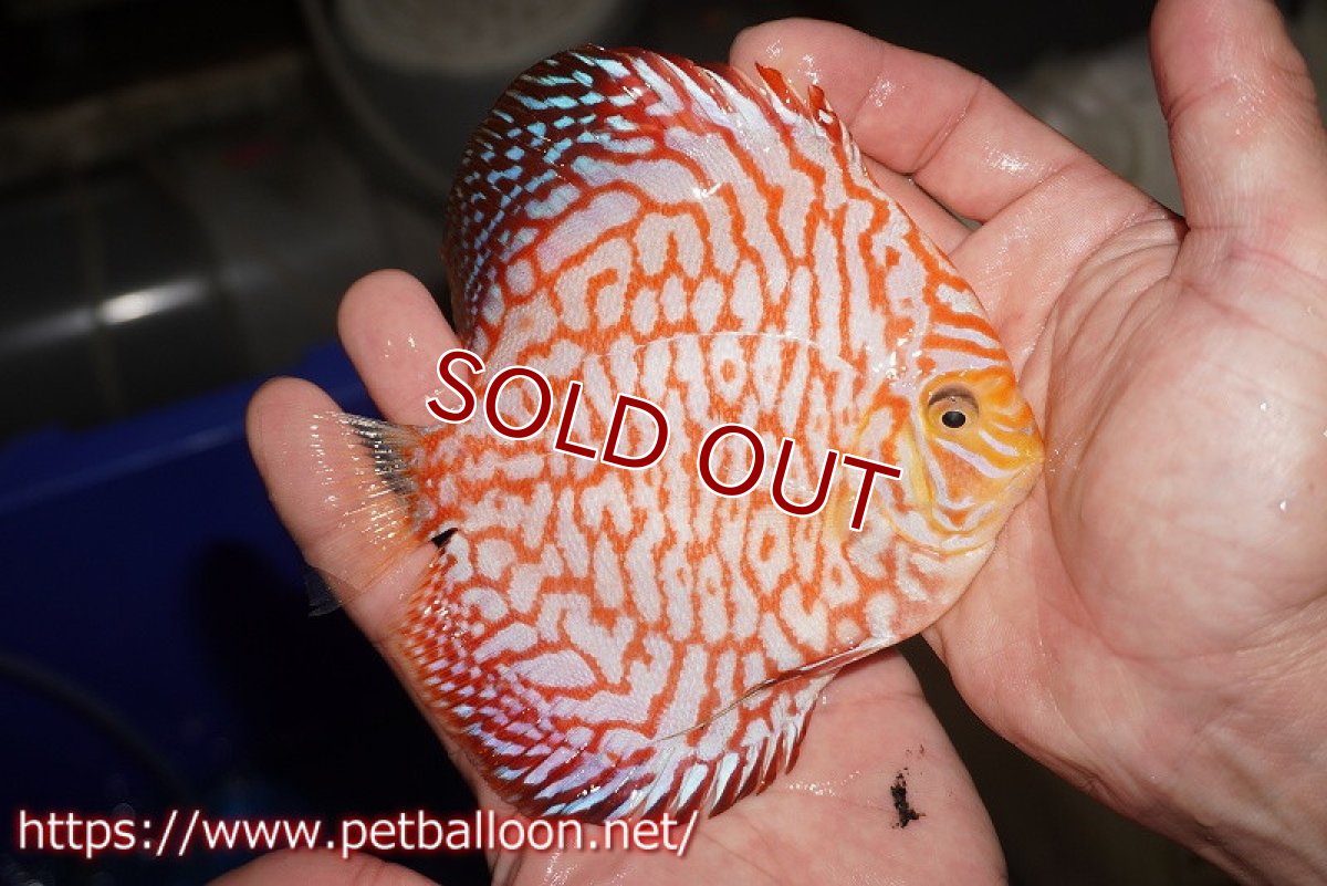 画像3: 【ディスカス】【通販】スーパーレッドジャガー（ドットインスポットパターン）【個体販売】13cm （生体）マレーシア　NAディスカスファーム (3)