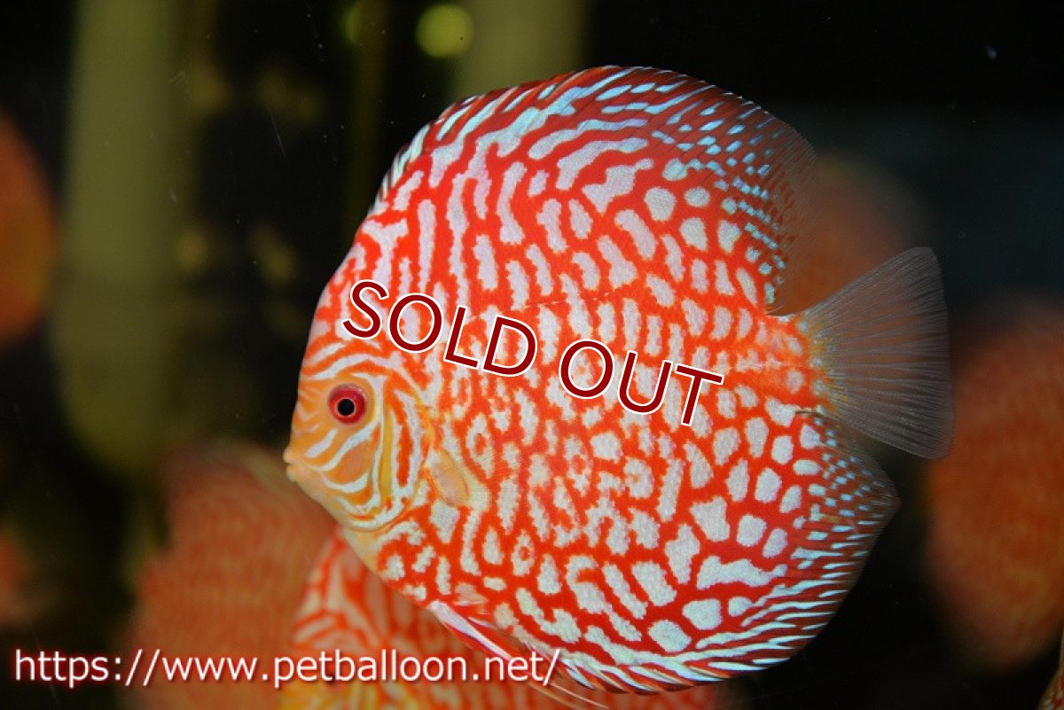 画像2: 【ディスカス】【通販】スーパーレッドジャガー（ドットインスポットパターン）【個体販売】13cm （生体）マレーシア　NAディスカスファーム (2)