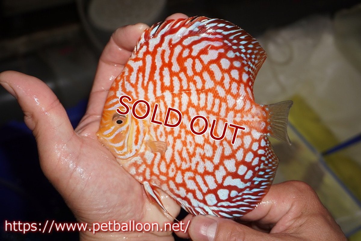 画像3: 【ディスカス】【通販】スーパーレッドジャガー（ドットインスポットパターン）【個体販売】13cm （生体）マレーシア　NAディスカスファーム (3)