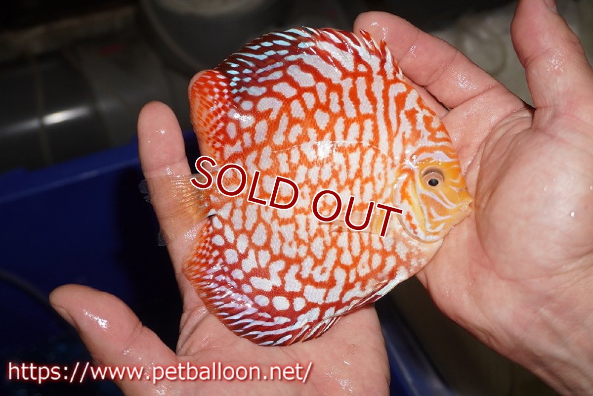 画像4: 【ディスカス】【通販】スーパーレッドジャガー（ドットインスポットパターン）【個体販売】13cm （生体）マレーシア　NAディスカスファーム (4)