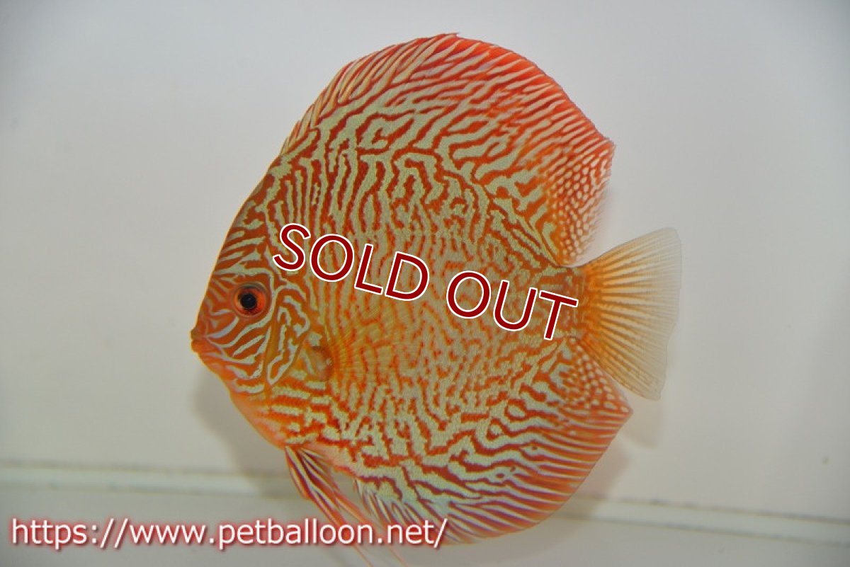 画像2: 【ディスカス】【通販】インディアナタイガー（ハイフォーム）【個体ペア販売】13cm（生体）マレーシア　NAディスカスファーム (2)