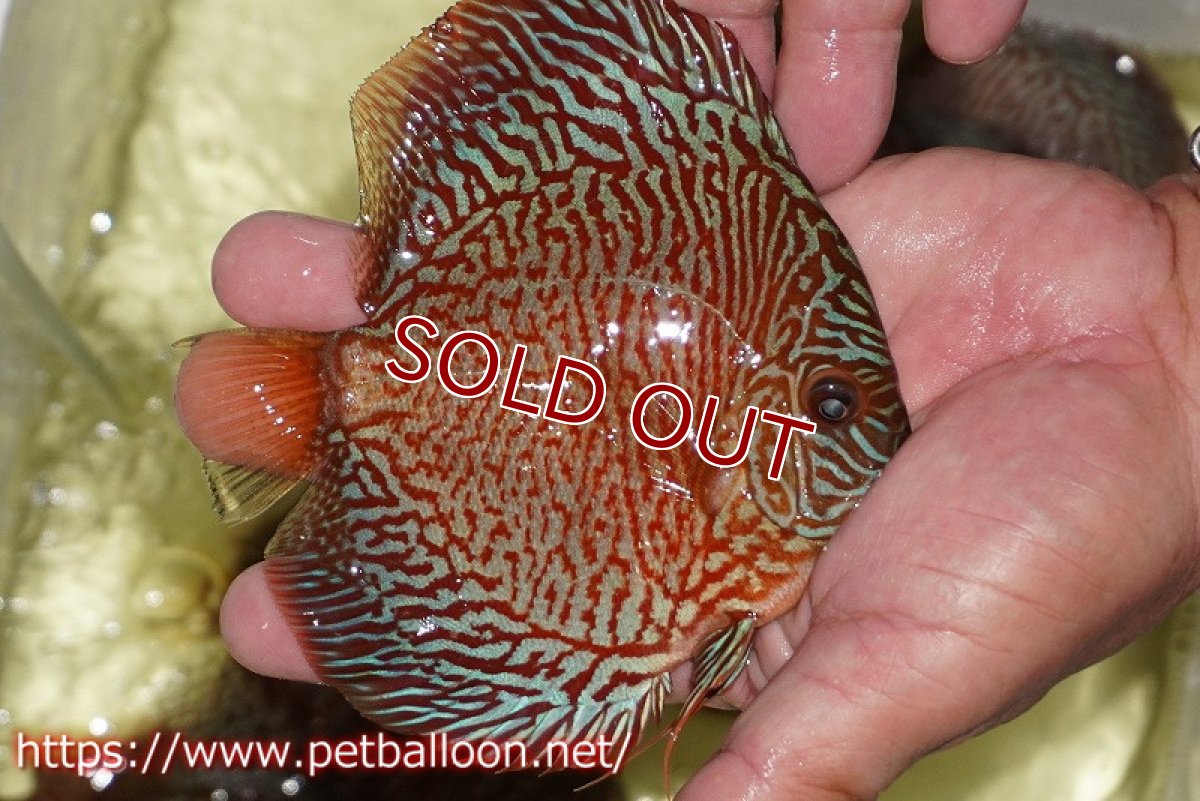 画像4: 【ディスカス】【通販】インディアナタイガー（ハイフォーム）【個体ペア販売】13cm（生体）マレーシア　NAディスカスファーム (4)