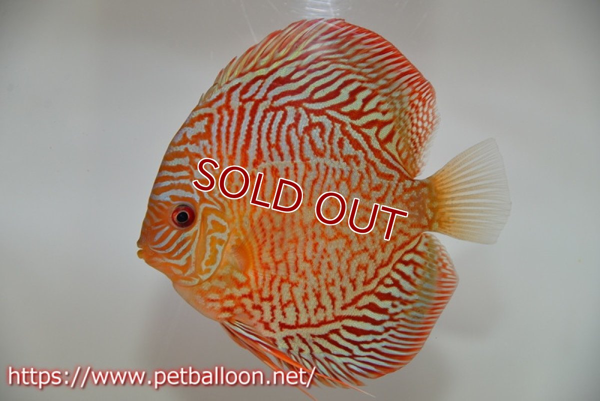 画像5: 【ディスカス】【通販】インディアナタイガー（ハイフォーム）【個体ペア販売】13cm（生体）マレーシア　NAディスカスファーム (5)