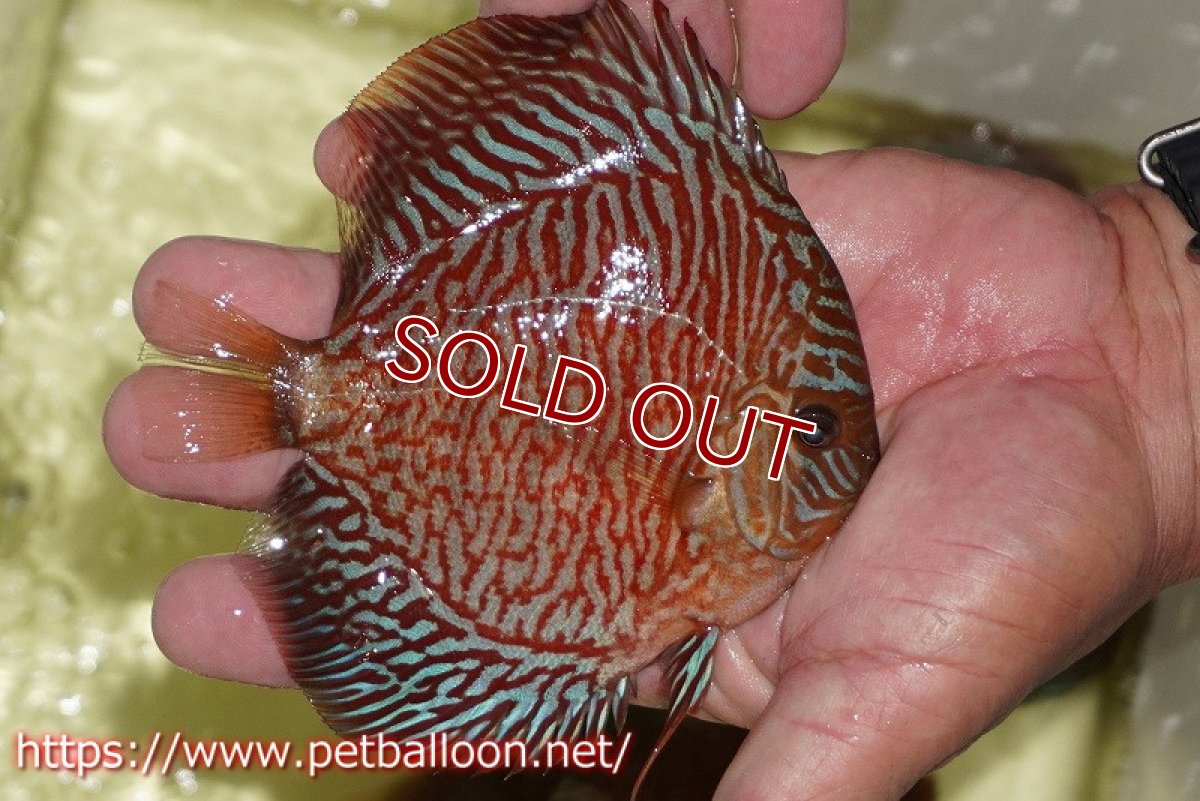 画像7: 【ディスカス】【通販】インディアナタイガー（ハイフォーム）【個体ペア販売】13cm（生体）マレーシア　NAディスカスファーム (7)