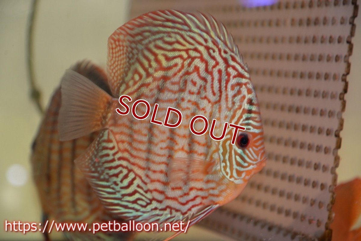 画像2: 【ディスカス】【通販】アルタムスターライトレッドターコイズ（ハイフォーム）【個体ペア販売】13-14cm（生体）マレーシア　NAディスカスファーム (2)