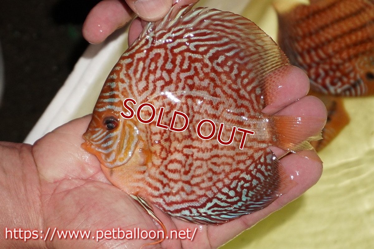 画像3: 【ディスカス】【通販】アルタムスターライトレッドターコイズ（ハイフォーム）【個体ペア販売】13-14cm（生体）マレーシア　NAディスカスファーム (3)