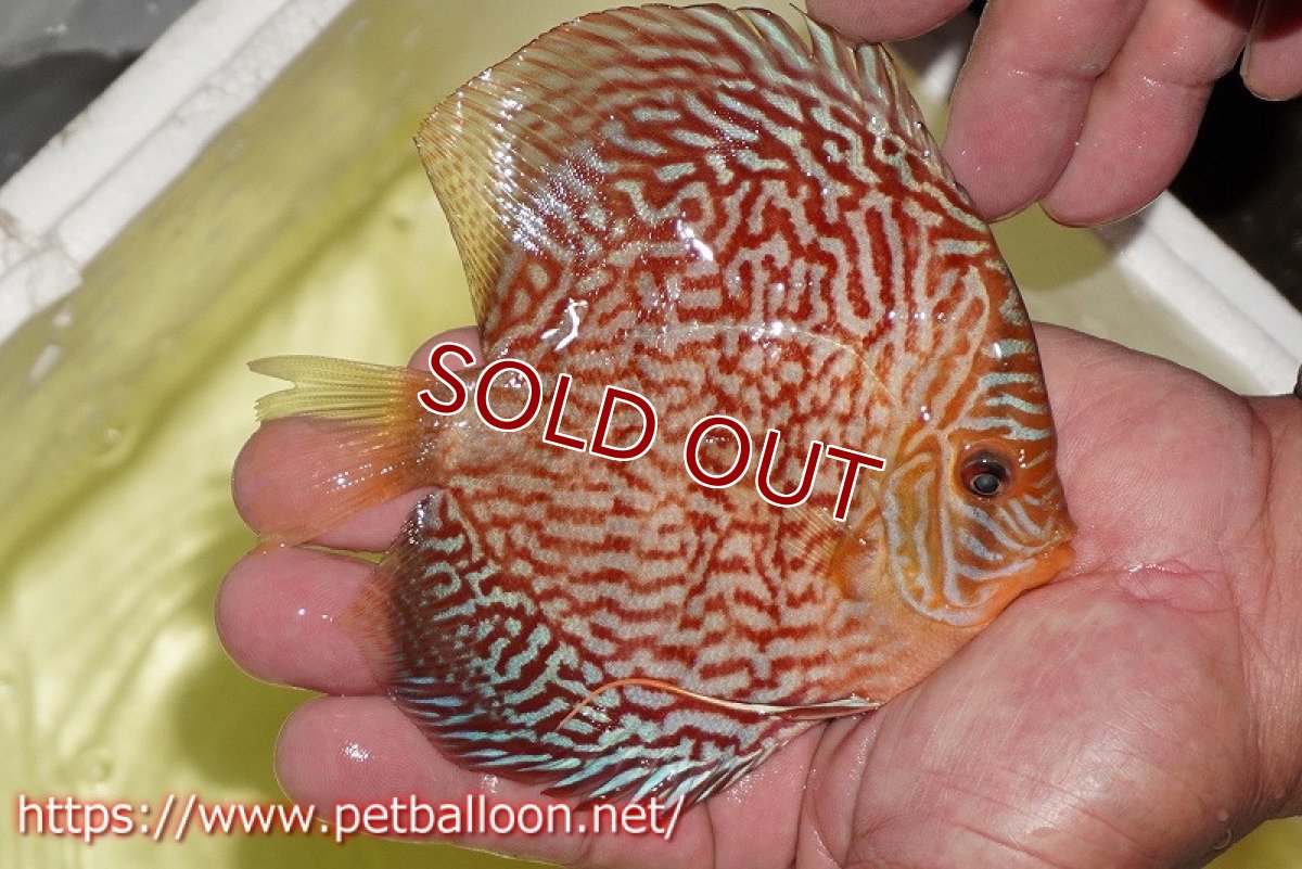 画像4: 【ディスカス】【通販】アルタムスターライトレッドターコイズ（ハイフォーム）【個体ペア販売】13-14cm（生体）マレーシア　NAディスカスファーム (4)