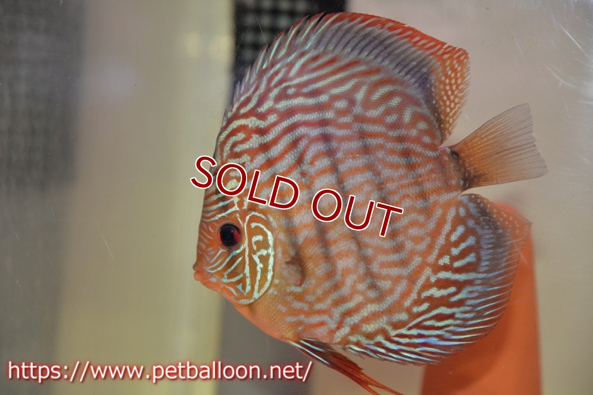 画像5: 【ディスカス】【通販】アルタムスターライトレッドターコイズ（ハイフォーム）【個体ペア販売】13-14cm（生体）マレーシア　NAディスカスファーム (5)