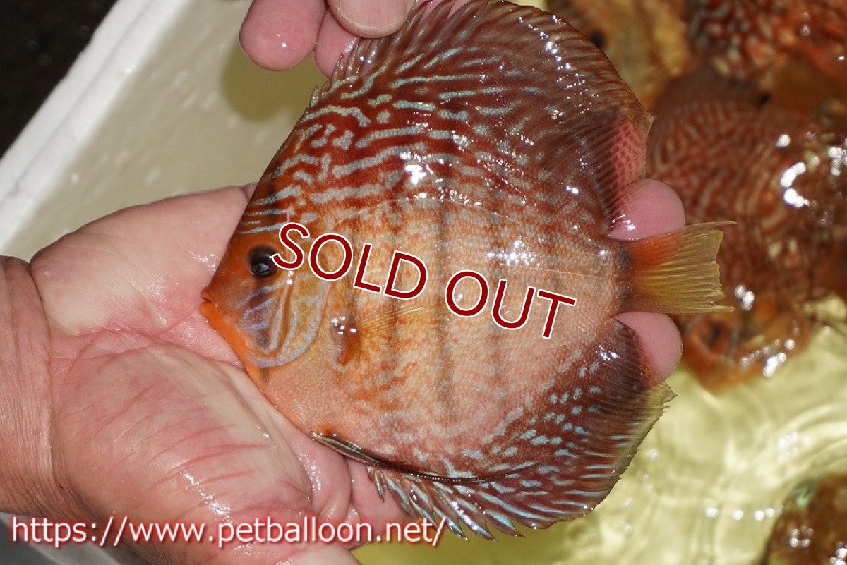 画像6: 【ディスカス】【通販】アルタムスターライトレッドターコイズ（ハイフォーム）【個体ペア販売】13-14cm（生体）マレーシア　NAディスカスファーム (6)