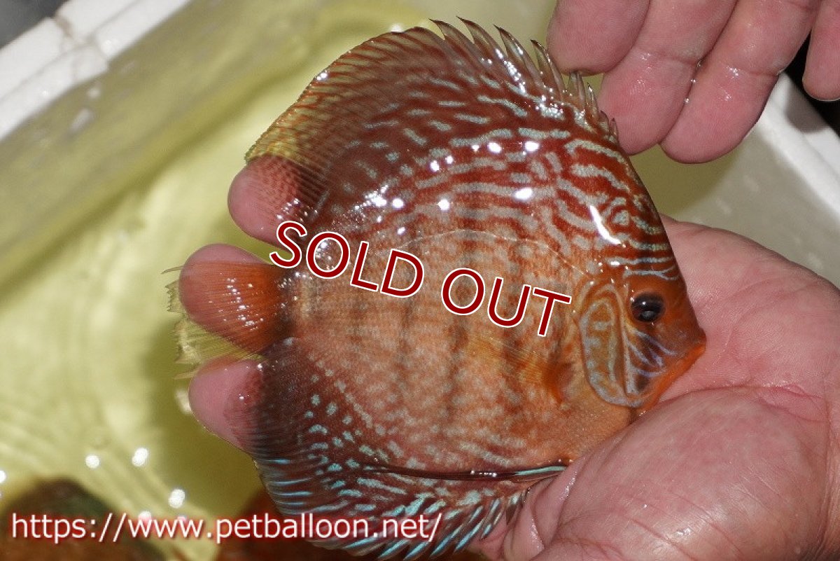 画像7: 【ディスカス】【通販】アルタムスターライトレッドターコイズ（ハイフォーム）【個体ペア販売】13-14cm（生体）マレーシア　NAディスカスファーム (7)