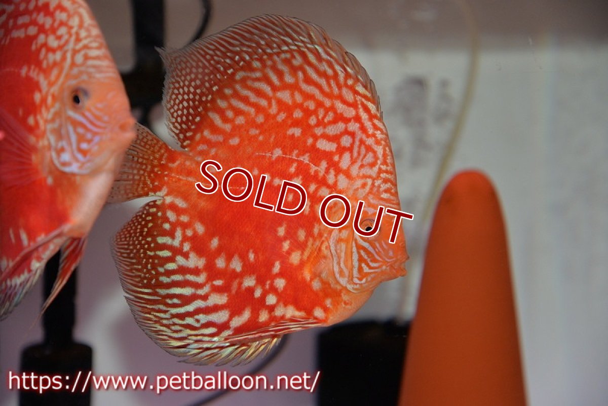 画像2: 【ディスカス】【通販】スーパーレッドアンドホワイトチェッカーボード（ハイフォーム）【個体ペア販売】13-14cm（生体）マレーシア　NAディスカスファーム (2)