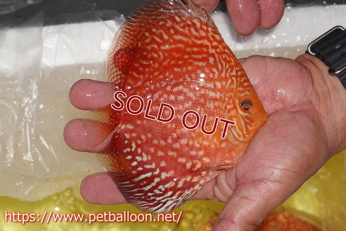 画像4: 【ディスカス】【通販】スーパーレッドアンドホワイトチェッカーボード（ハイフォーム）【個体ペア販売】13-14cm（生体）マレーシア　NAディスカスファーム (4)