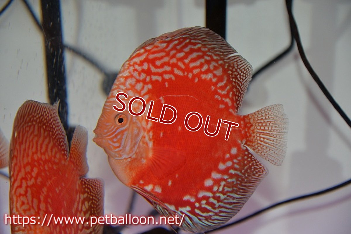 画像5: 【ディスカス】【通販】スーパーレッドアンドホワイトチェッカーボード（ハイフォーム）【個体ペア販売】13-14cm（生体）マレーシア　NAディスカスファーム (5)