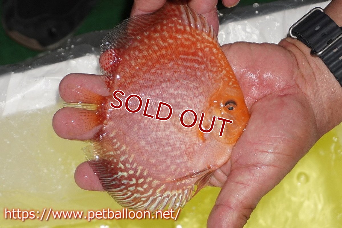 画像7: 【ディスカス】【通販】スーパーレッドアンドホワイトチェッカーボード（ハイフォーム）【個体ペア販売】13-14cm（生体）マレーシア　NAディスカスファーム (7)