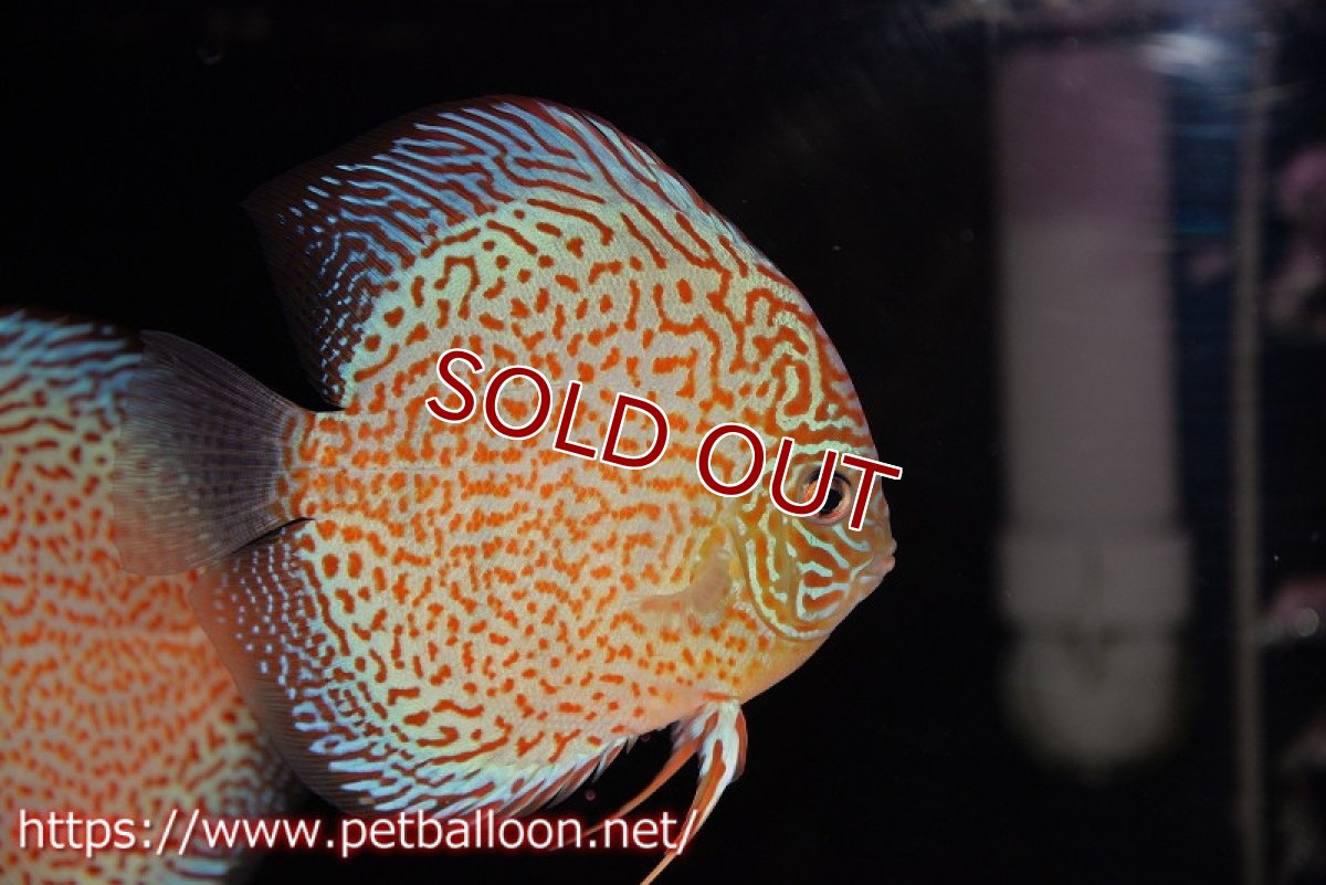 画像2: 【ディスカス】【通販】サクラレッドスポットグリーン　（ハイフォーム）【個体ペア販売】12-13cm（生体）マレーシア　KLディスカスファーム (2)