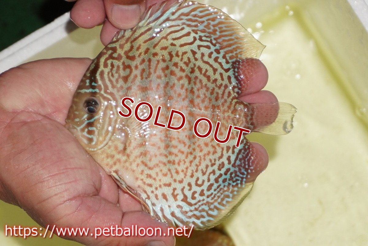 画像3: 【ディスカス】【通販】サクラレッドスポットグリーン　（ハイフォーム）【個体ペア販売】12-13cm（生体）マレーシア　KLディスカスファーム (3)