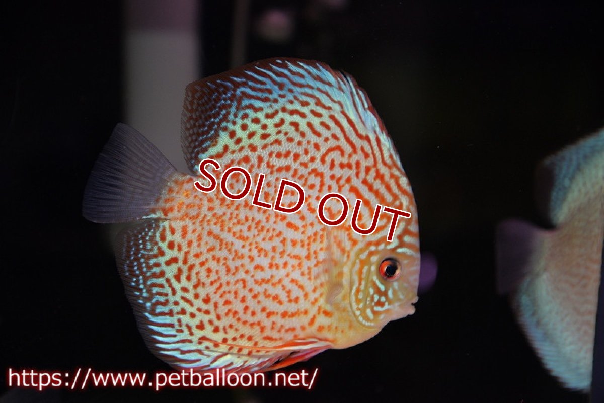 画像5: 【ディスカス】【通販】サクラレッドスポットグリーン　（ハイフォーム）【個体ペア販売】12-13cm（生体）マレーシア　KLディスカスファーム (5)