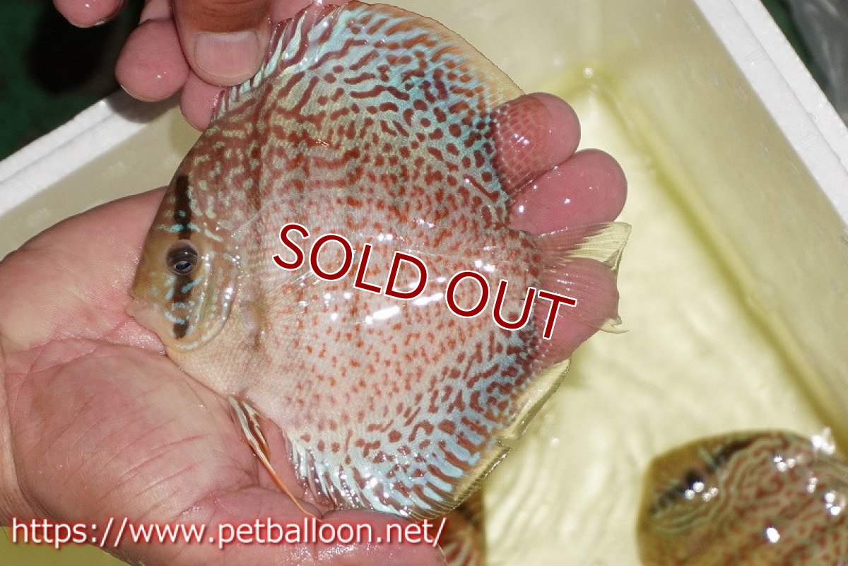 画像6: 【ディスカス】【通販】サクラレッドスポットグリーン　（ハイフォーム）【個体ペア販売】12-13cm（生体）マレーシア　KLディスカスファーム (6)