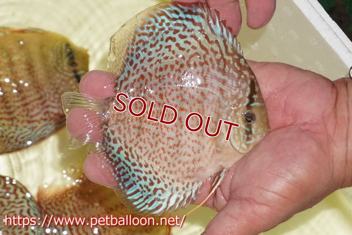 画像7: 【ディスカス】【通販】サクラレッドスポットグリーン　（ハイフォーム）【個体ペア販売】12-13cm（生体）マレーシア　KLディスカスファーム (7)