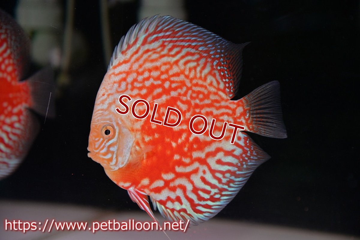 画像2: 【ディスカス】【通販】スーパーレッドアンドホワイトチェッカーボード（ハイフォーム）【個体ペア販売】13-14cm（生体）マレーシア　NAディスカスファーム (2)