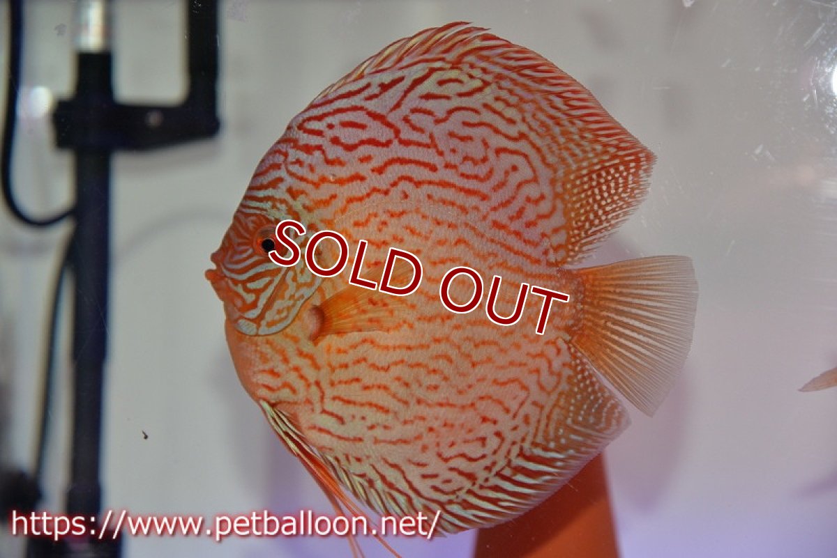 画像2: 【ディスカス】【通販】ジャイアントジャーマンレッドターコイズ（ハイフォーム）【個体ペア販売】16cm （生体）マレーシア　NAディスカスファーム (2)