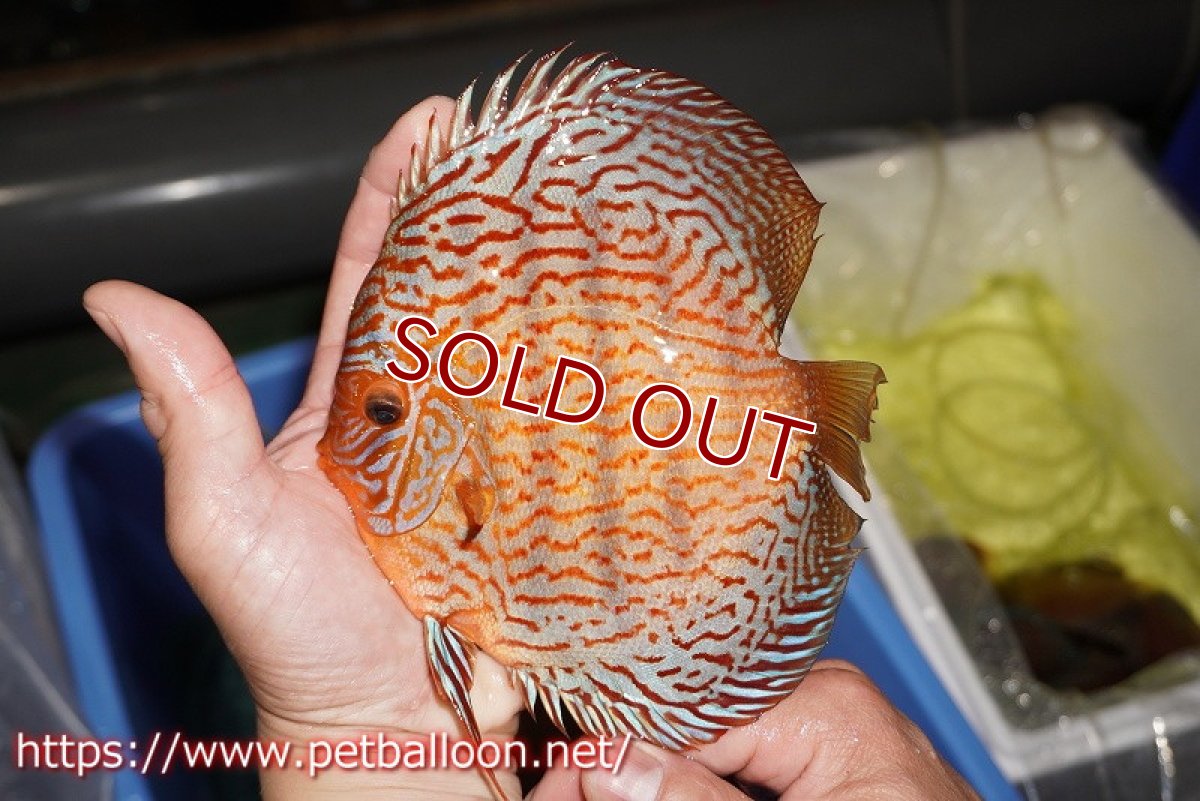 画像3: 【ディスカス】【通販】ジャイアントジャーマンレッドターコイズ（ハイフォーム）【個体ペア販売】16cm （生体）マレーシア　NAディスカスファーム (3)