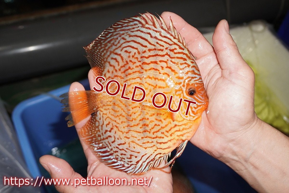 画像4: 【ディスカス】【通販】ジャイアントジャーマンレッドターコイズ（ハイフォーム）【個体ペア販売】16cm （生体）マレーシア　NAディスカスファーム (4)