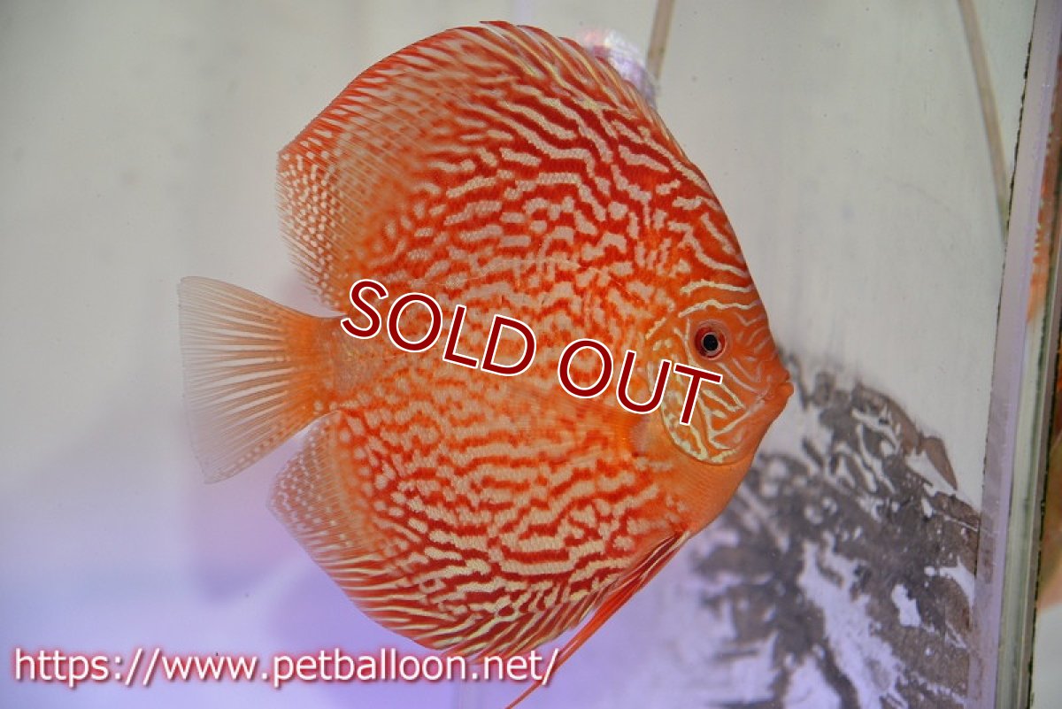 画像5: 【ディスカス】【通販】ジャイアントジャーマンレッドターコイズ（ハイフォーム）【個体ペア販売】16cm （生体）マレーシア　NAディスカスファーム (5)