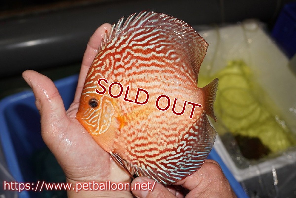 画像6: 【ディスカス】【通販】ジャイアントジャーマンレッドターコイズ（ハイフォーム）【個体ペア販売】16cm （生体）マレーシア　NAディスカスファーム (6)