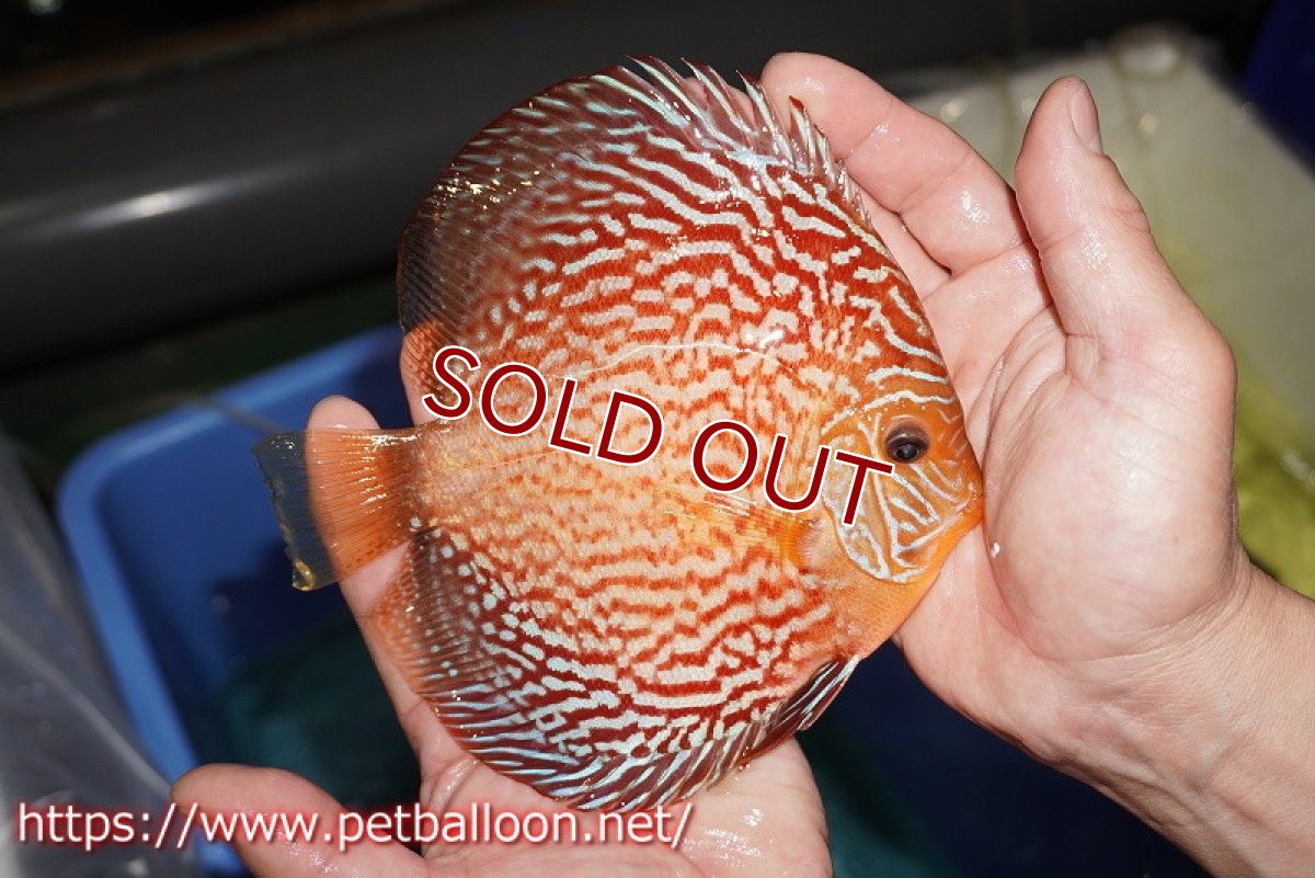 画像7: 【ディスカス】【通販】ジャイアントジャーマンレッドターコイズ（ハイフォーム）【個体ペア販売】16cm （生体）マレーシア　NAディスカスファーム (7)