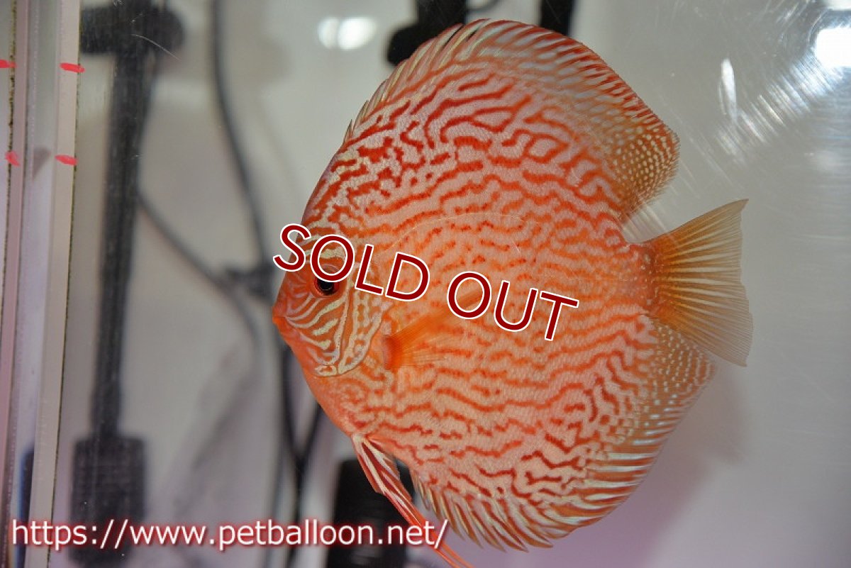 画像2: 【ディスカス】【通販】【産卵孵化経験あり】ジャイアントジャーマンレッドターコイズ（ハイフォーム）【個体ペア販売】16cm （生体）マレーシア　NAディスカスファーム (2)