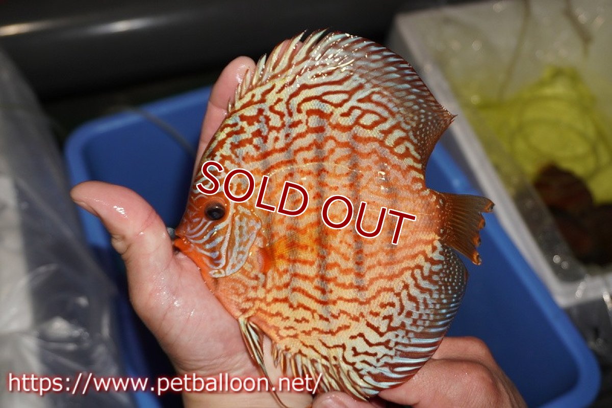 画像3: 【ディスカス】【通販】【産卵孵化経験あり】ジャイアントジャーマンレッドターコイズ（ハイフォーム）【個体ペア販売】16cm （生体）マレーシア　NAディスカスファーム (3)