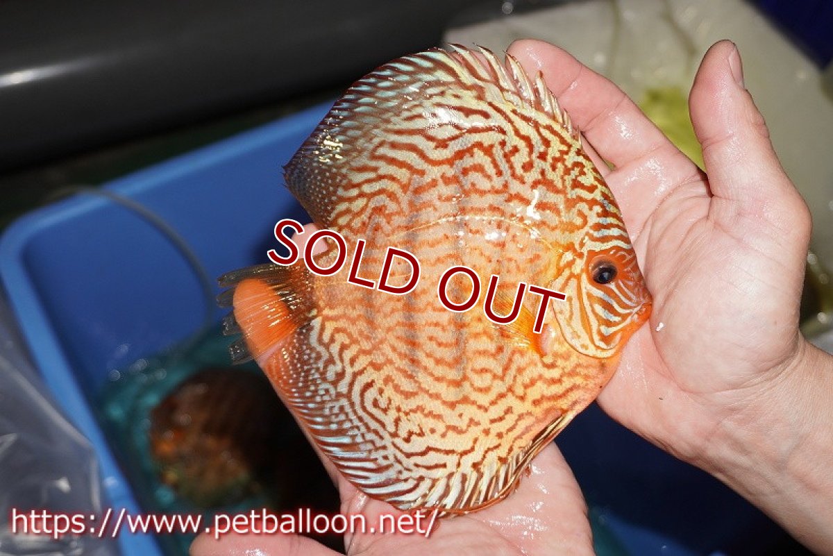 画像4: 【ディスカス】【通販】【産卵孵化経験あり】ジャイアントジャーマンレッドターコイズ（ハイフォーム）【個体ペア販売】16cm （生体）マレーシア　NAディスカスファーム (4)