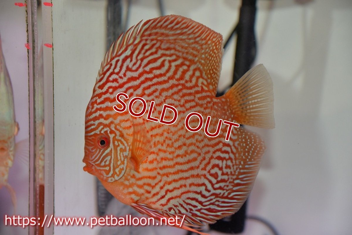 画像5: 【ディスカス】【通販】【産卵孵化経験あり】ジャイアントジャーマンレッドターコイズ（ハイフォーム）【個体ペア販売】16cm （生体）マレーシア　NAディスカスファーム (5)