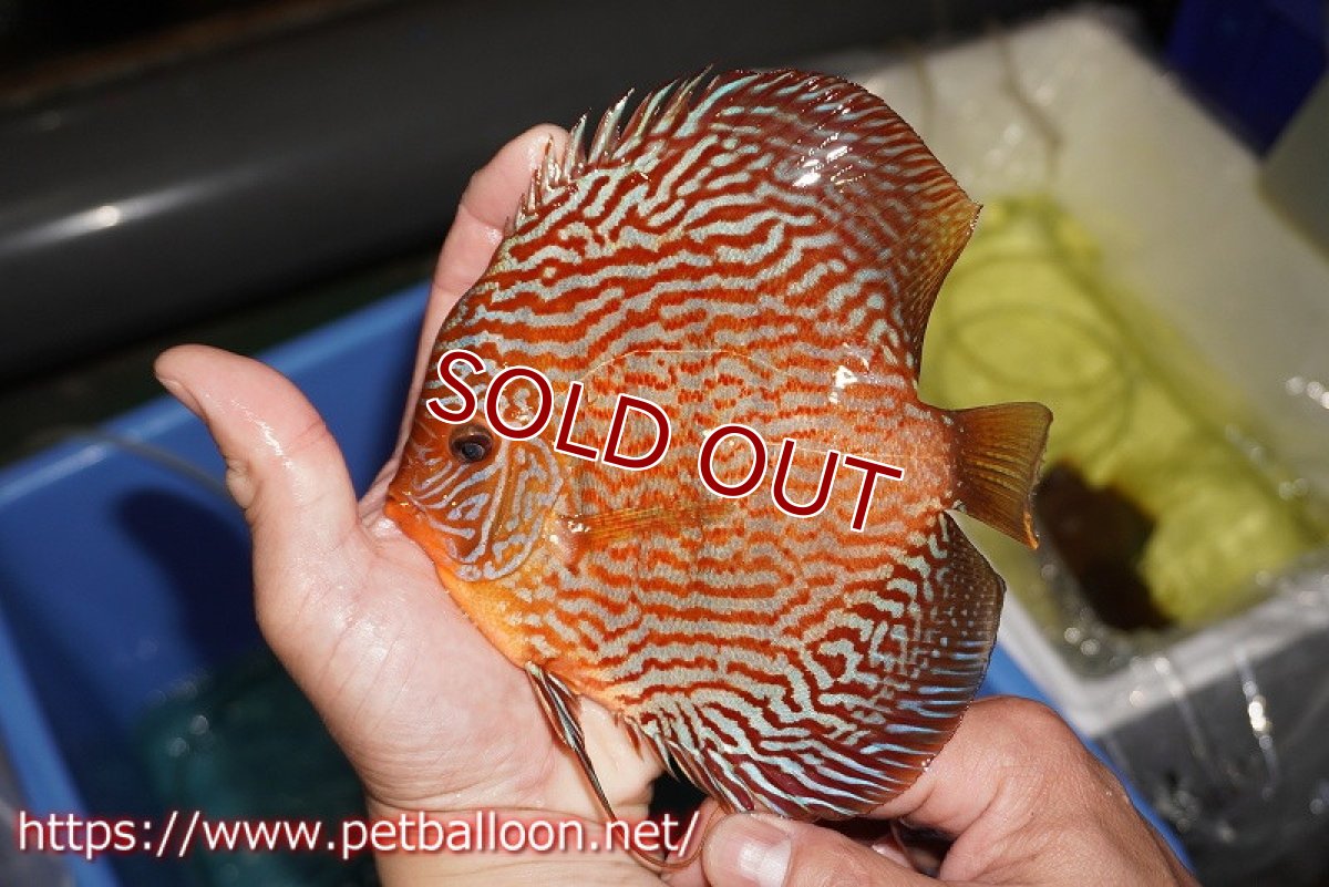 画像6: 【ディスカス】【通販】【産卵孵化経験あり】ジャイアントジャーマンレッドターコイズ（ハイフォーム）【個体ペア販売】16cm （生体）マレーシア　NAディスカスファーム (6)