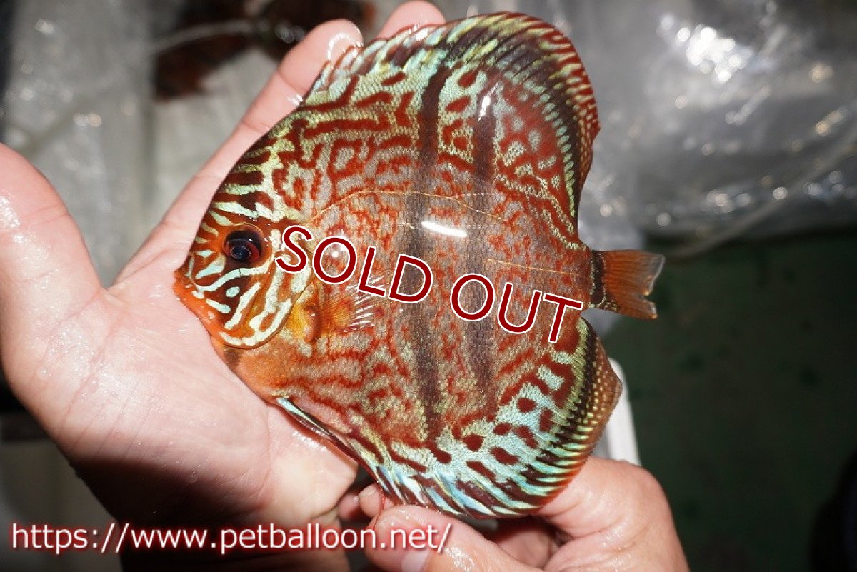 画像2: 【ディスカス】【通販】【激レア 台湾滿彩堂国産ブリードF1 セレクト個体】ヘッケルクロス イサレッド【個体販売】14-15cm (生体)【宮水の調 ディスカス銀河ブリード】 (2)