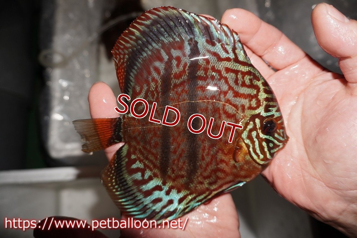 画像3: 【ディスカス】【通販】【激レア 台湾滿彩堂国産ブリードF1 セレクト個体】ヘッケルクロス イサレッド【個体販売】14-15cm (生体)【宮水の調 ディスカス銀河ブリード】 (3)