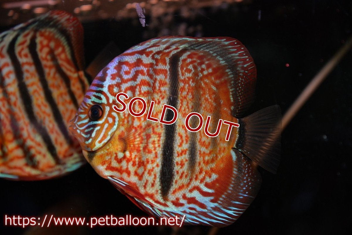 画像2: 【ディスカス】【通販】【激レア　台湾滿彩堂国産ブリードF1　セレクト個体】ヘッケルクロス イサレッド【個体販売】14-15cm （生体）【宮水の調　ディスカス銀河ブリード】 (2)